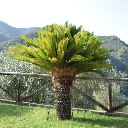 Agai Apricale